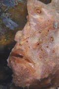 frogfish